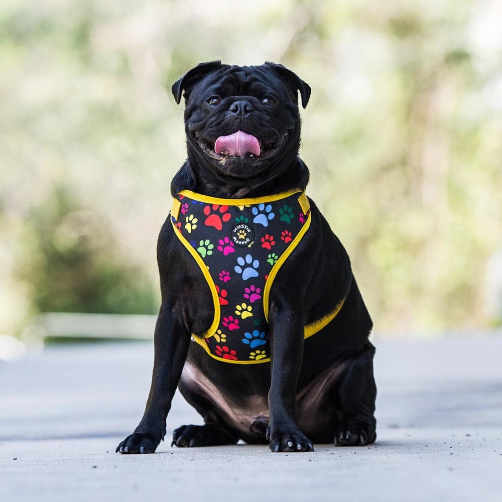 Winston Manner Designer Dog Harness in My Prints - Black